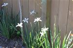 Dietes grandiflora flower