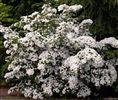 Cornus kousa (Japanese Dogwood)