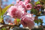 Prunus 