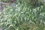 Chinochloa flavicans