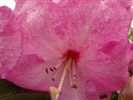 Rhododendron 