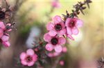 Leptospermum 