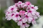 Verbena 