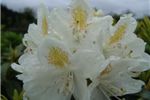 Rhododendron Chionoides