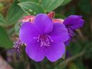 Tibouchina urvilleana 