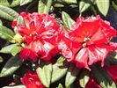 Rhododendron 