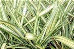 Phormium cookianum 