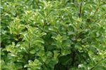 Pittosporum 