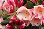 Rhododendron 