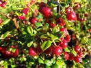 Myrtus ugni Syn. Ungi molinae (N.Z. Cranberry) 