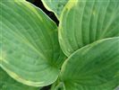 Hosta 