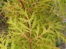 Acer palmatum dissectum 