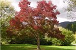 Fraxinus oxycarpa 