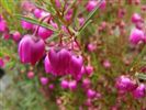 Boronia hetrophylla