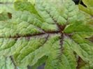 Tiarella 