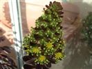 Aeonium arboreum 