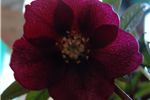 Helleborus orientalis