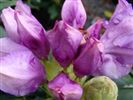 Rhododendron 