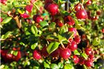 Myrtus ugni Syn. Ungi molinae (N.Z. Cranberry) 