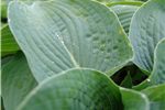 Hosta 