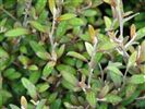 Corokia virgata 