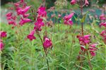 Penstemon 