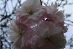 Prunus 