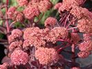 Sedum 