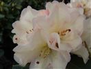 Rhododendron 