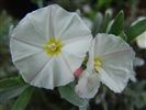 Convulvulus cneorum