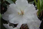 Rhododendron 