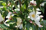 Camellia transnokoensis