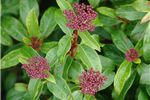 Viburnum tinus 