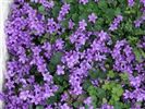 Campanula 