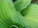 Hosta 