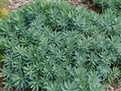 Euphorbia glauca