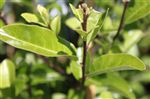 Pittosporum colesoni