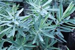 glauca foliage