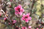 Leptospermum 