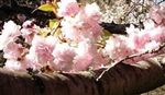 Prunus 