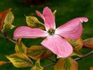 Cornus florida 