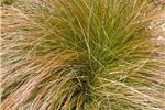 Carex testacea