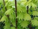 Acer shirasawanum 