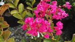 Lagerstroemia 