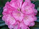 Rhododendron 