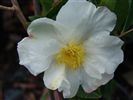 Camellia sasanqua 