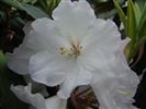 Rhododendron 