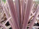 Cordyline australis 