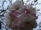 Prunus 