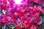 Bougainvillea 